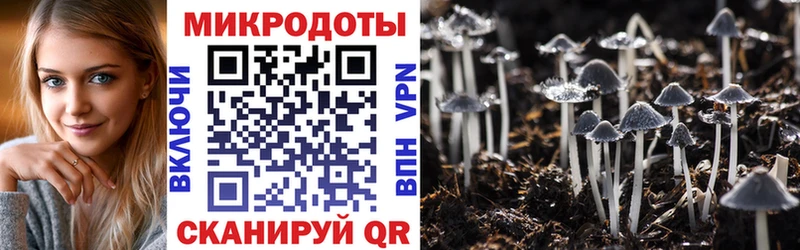 Купить где  Переславль-Залесский  Псилоцибиновые грибы Psilocybine cubensis 